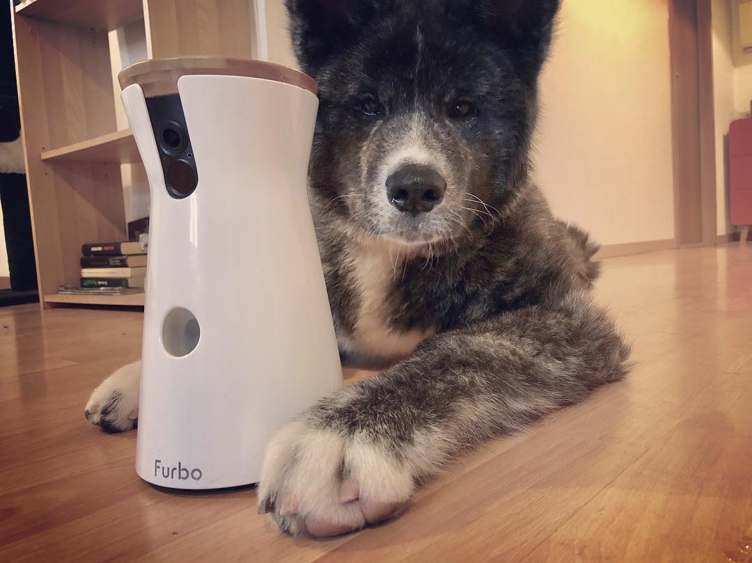 Kodji the akita puppy posing with his new furbo pet camera