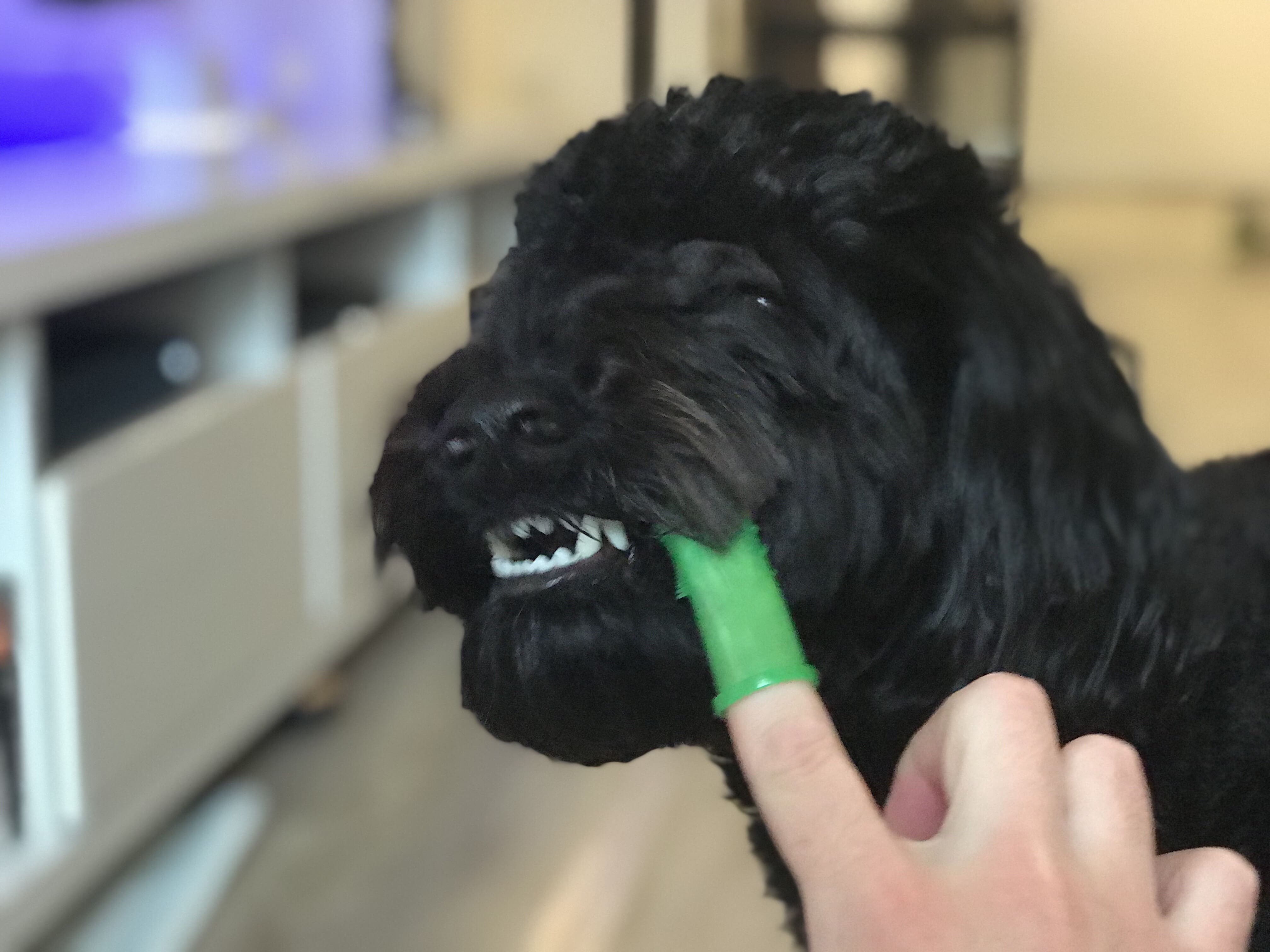 teeth cleaning my dog