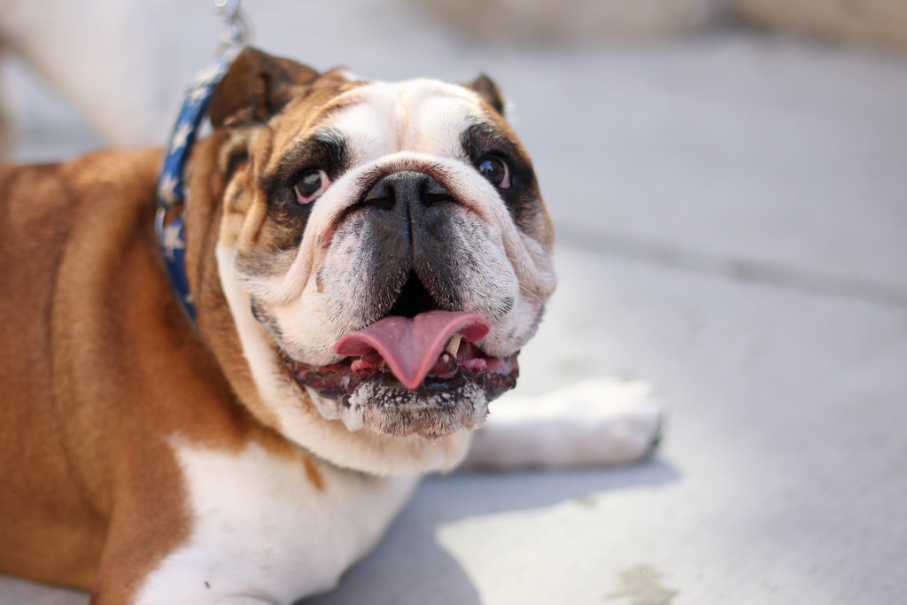 best dog bowls for bulldogs