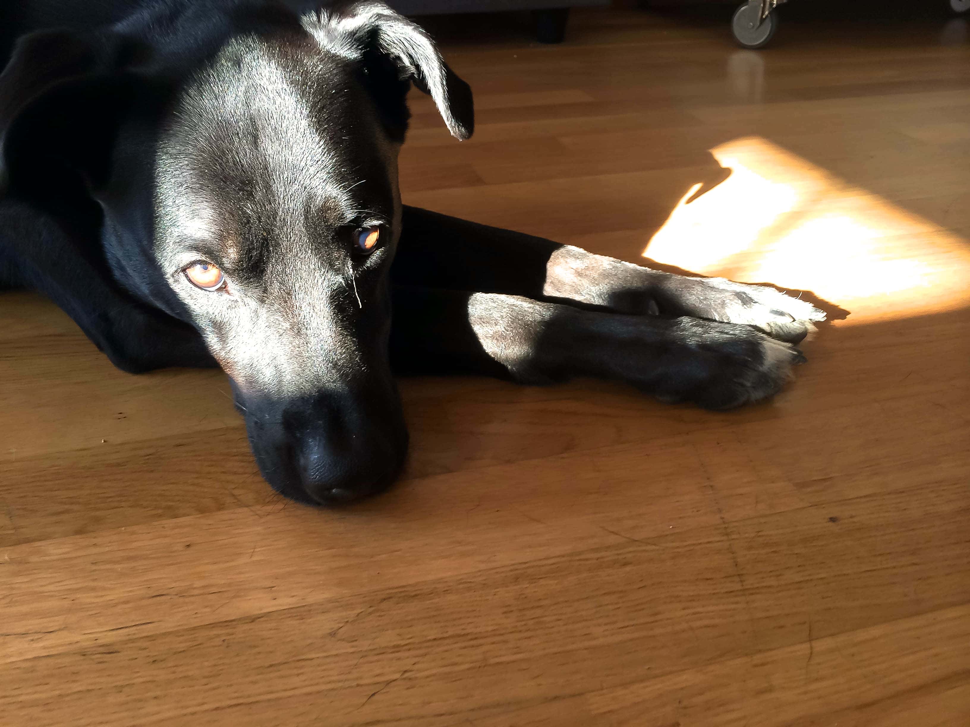 paw pads for protecting hardwood floors 