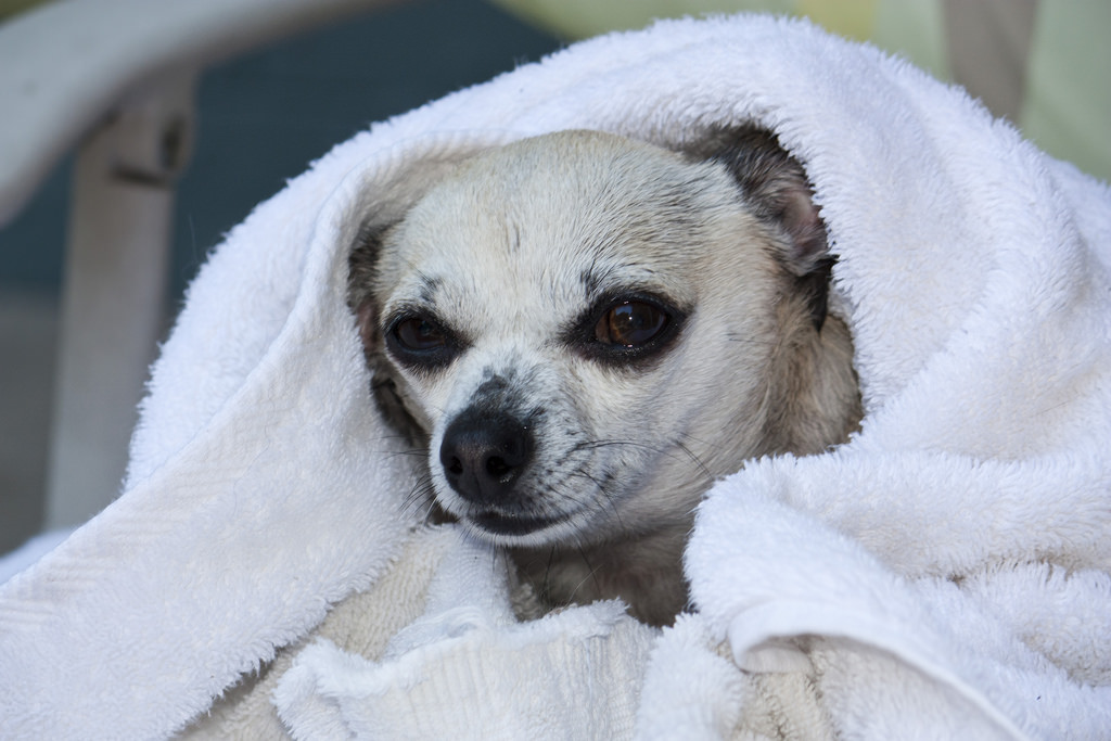 wet chihuahua wrapped in towel