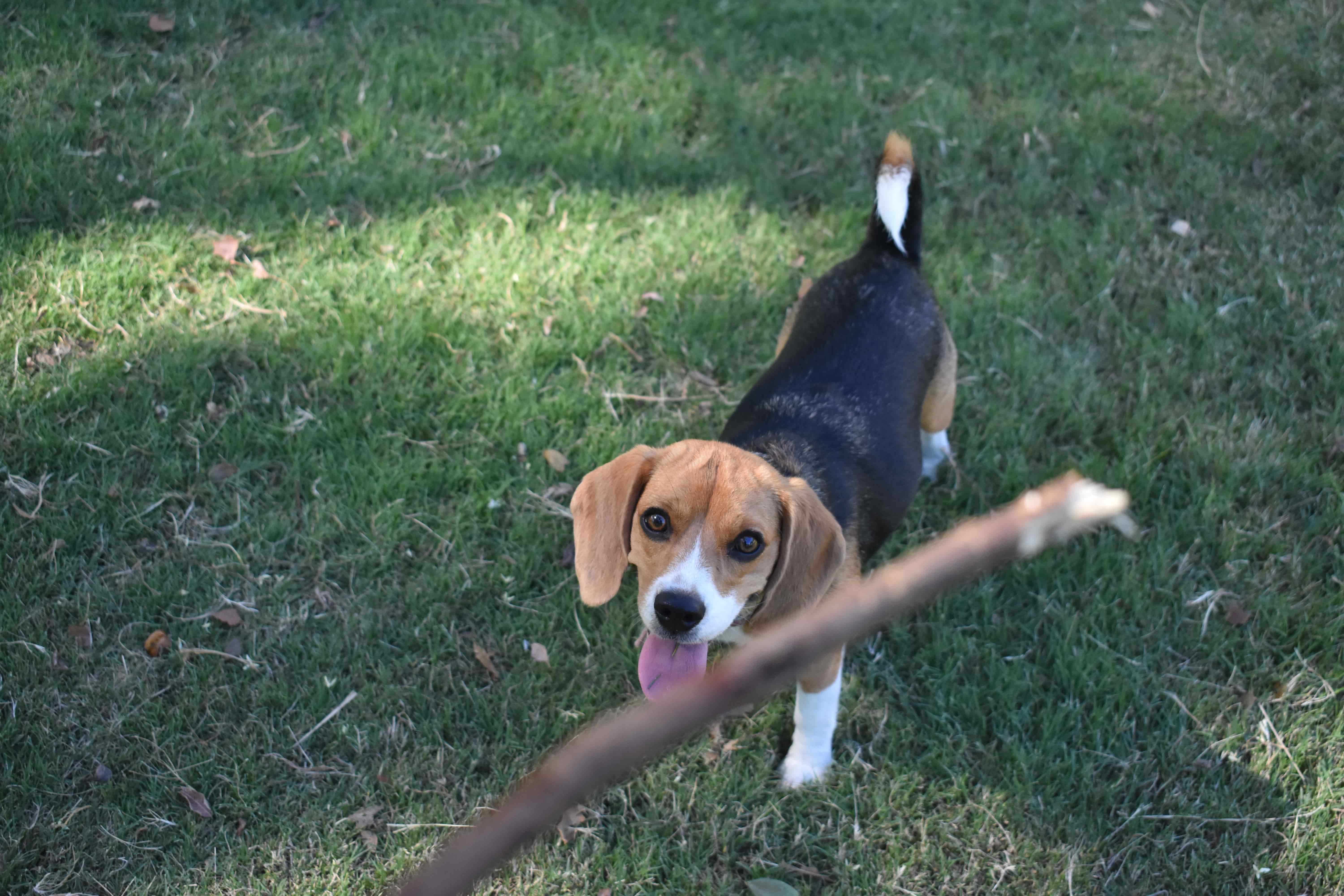 Dog chasing a stick
