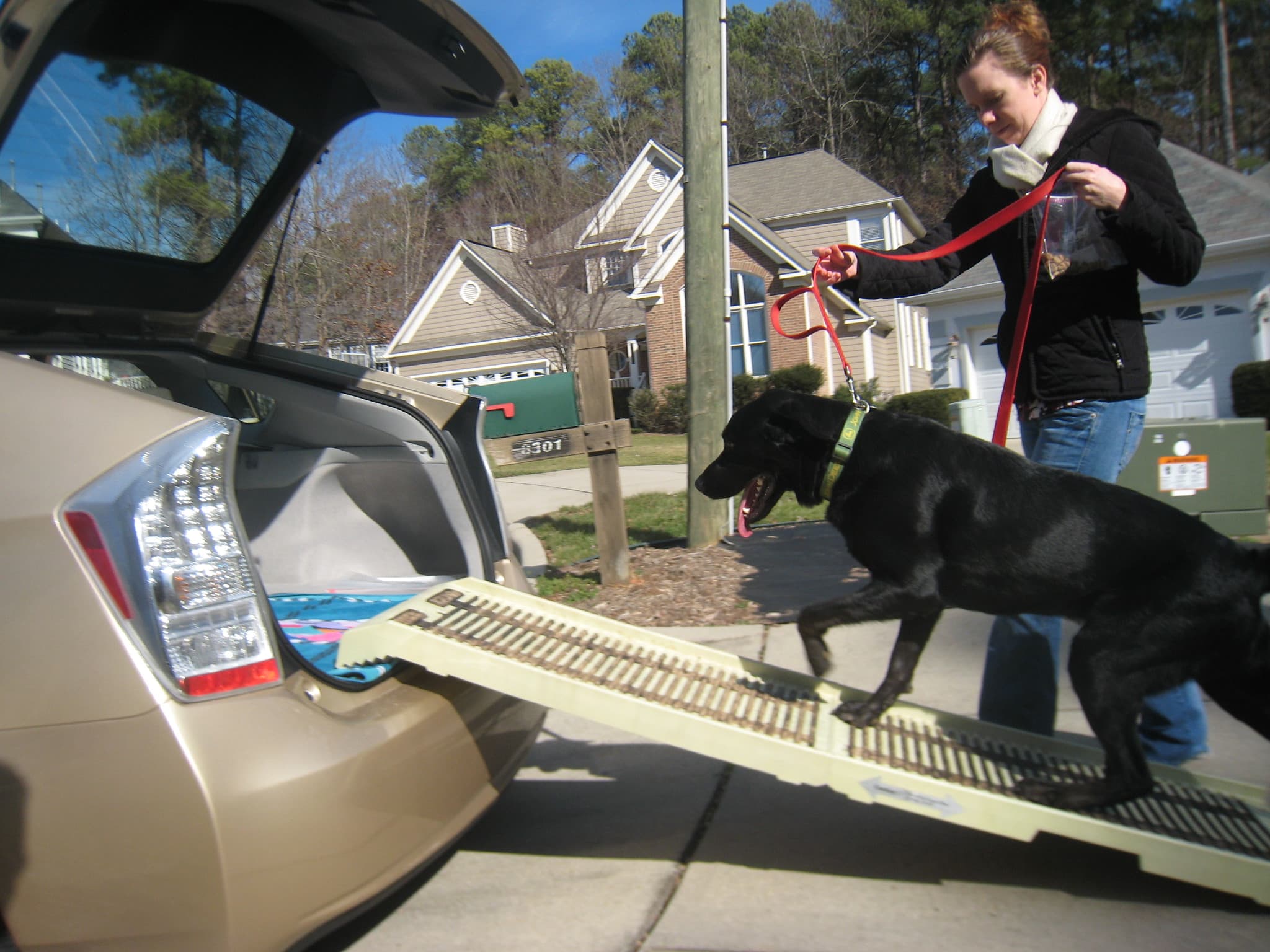 The best dog ramps for every situation