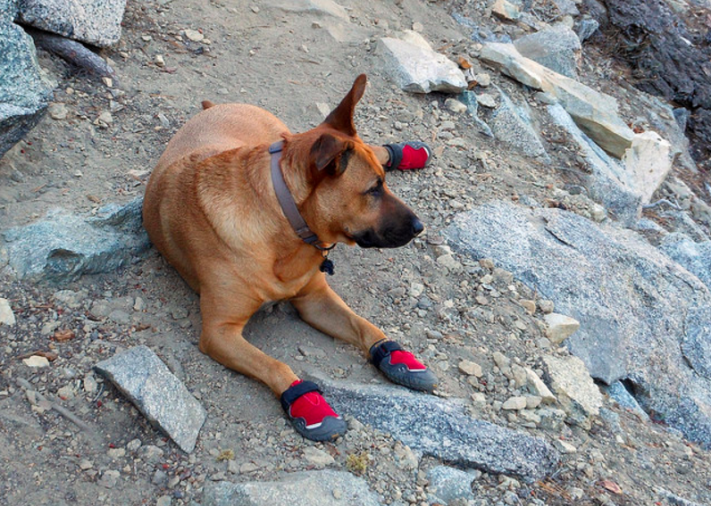 best dog hiking boots