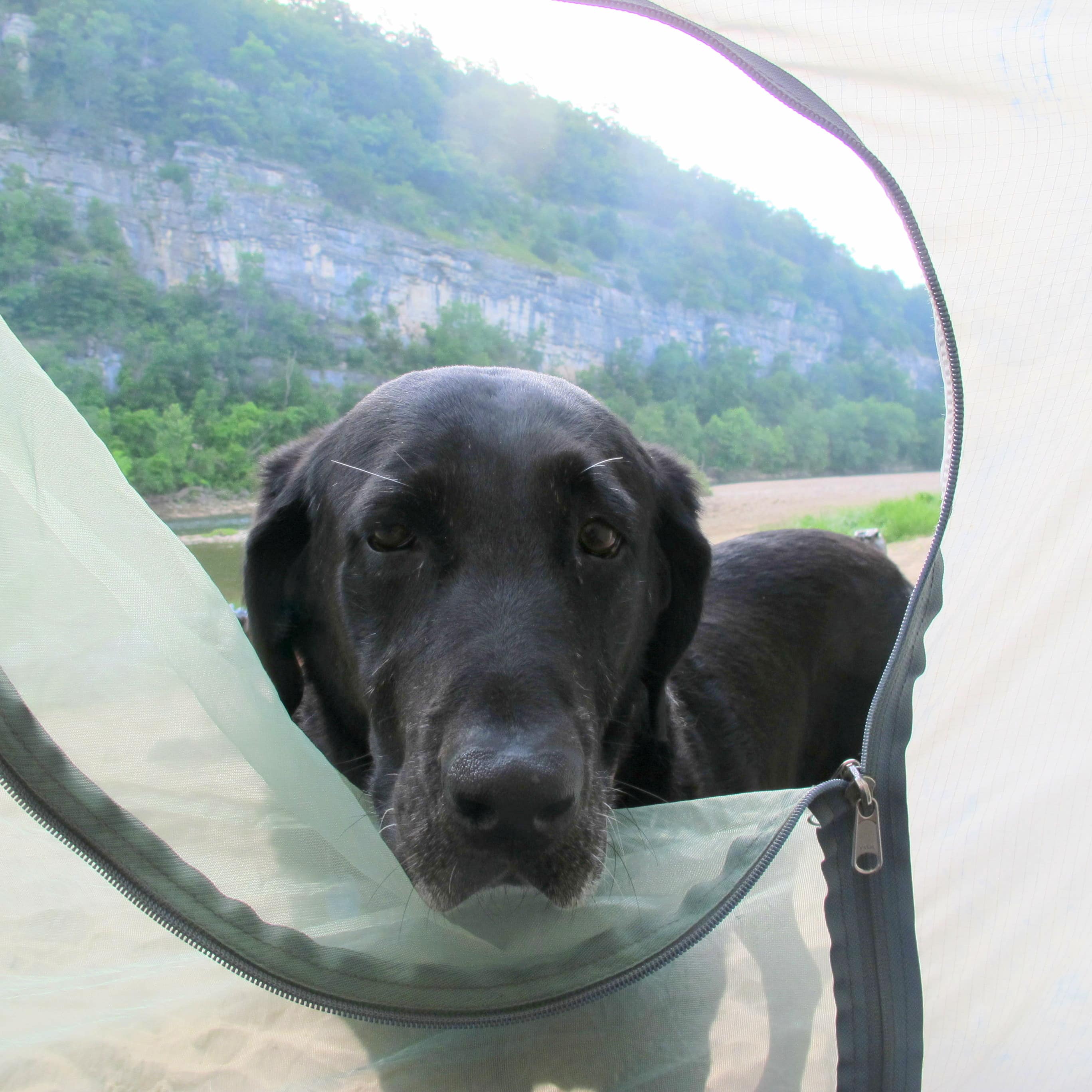 Dog peaking into tent