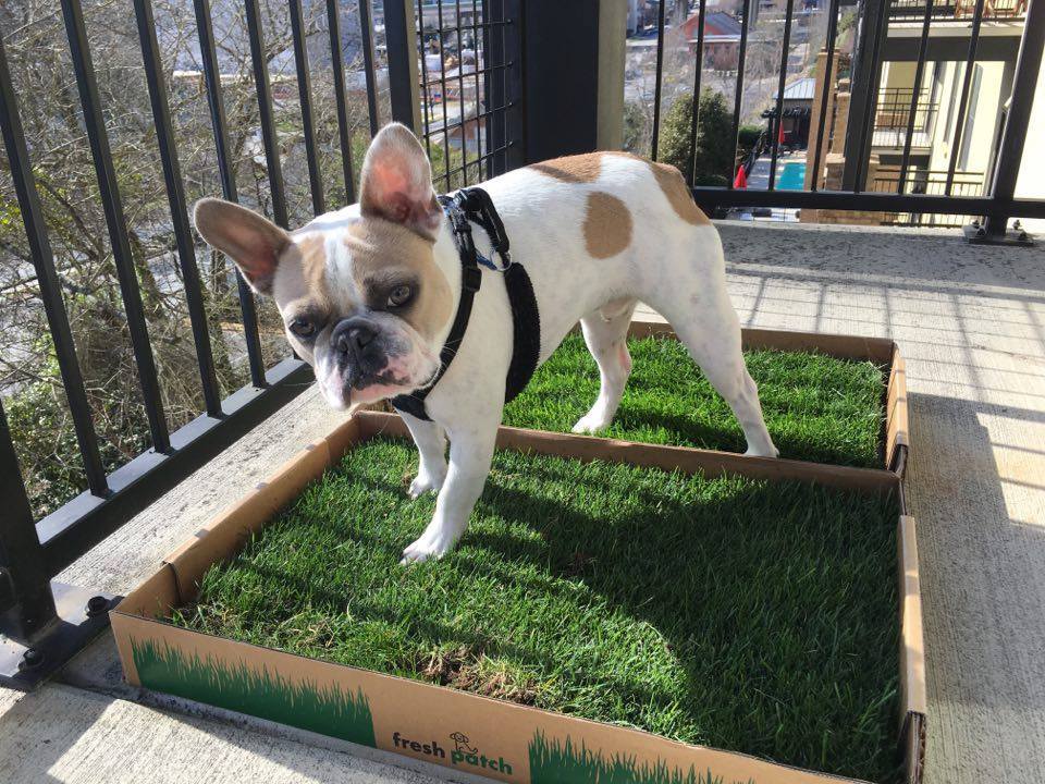 fake grass for puppy training