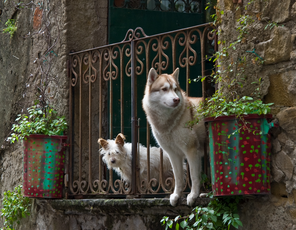 two dogs looking off a balcony