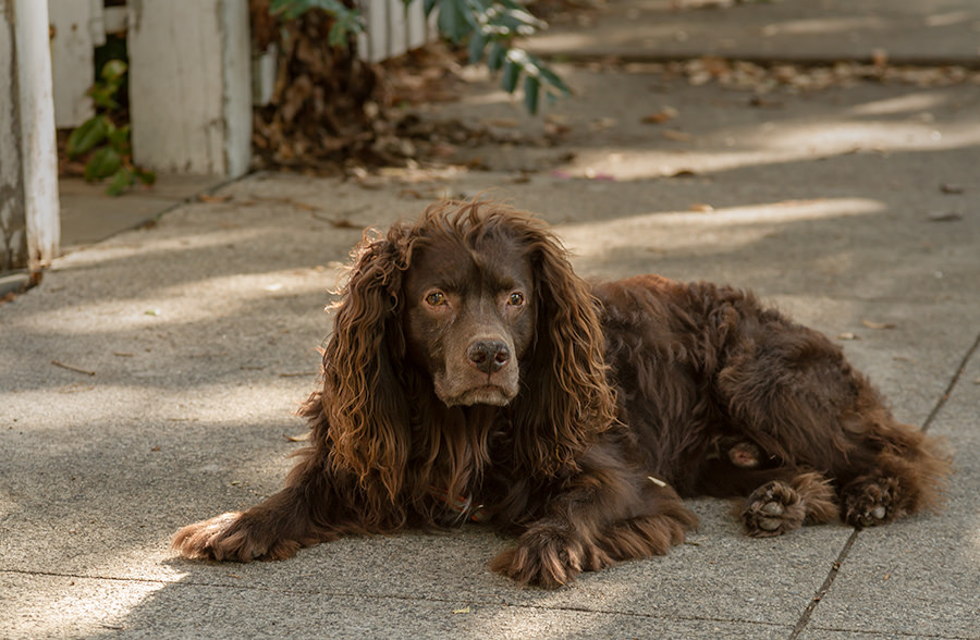 What you need to prepare for with an aging dog