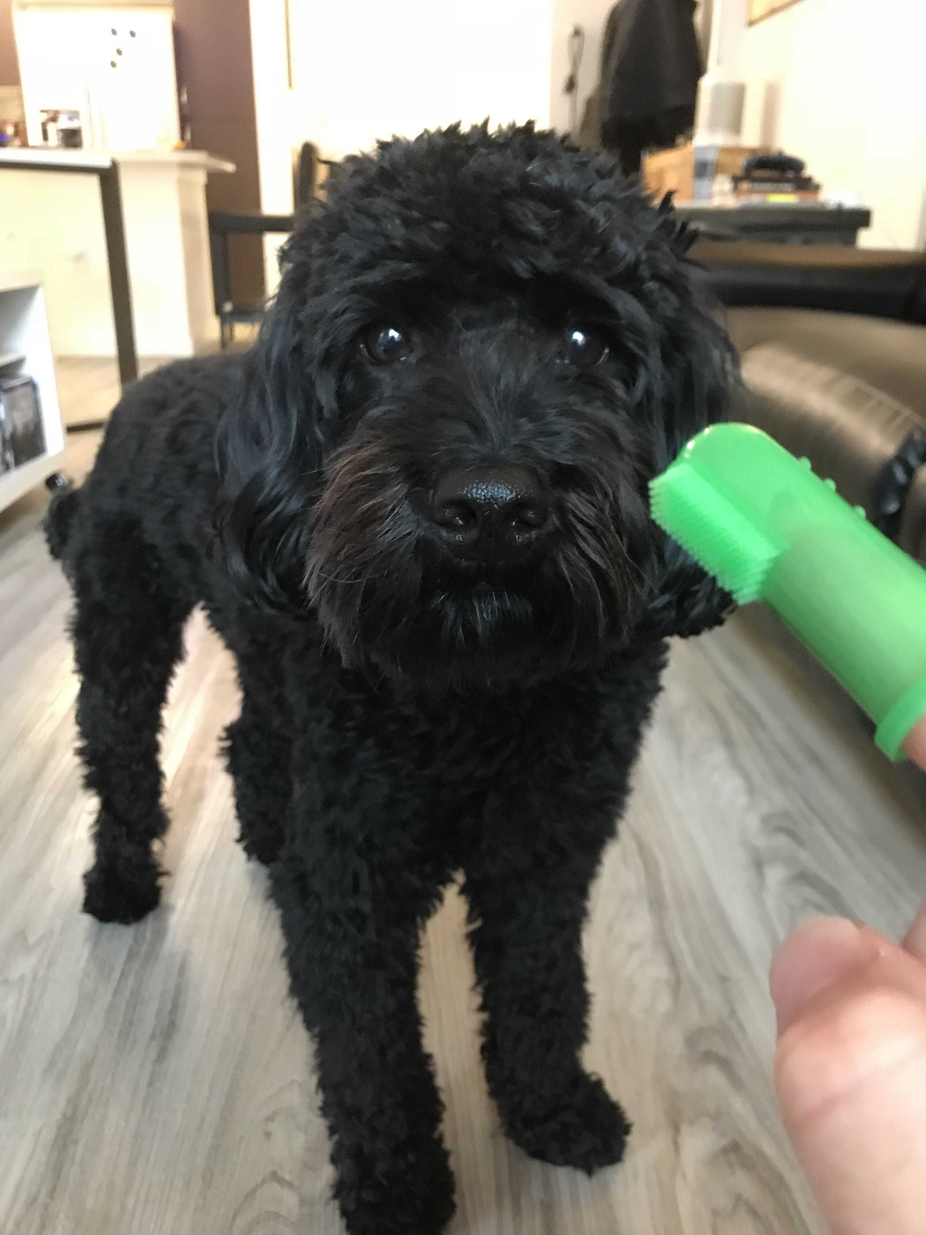 the best way to keep your dog's teeth clean is daily brushing