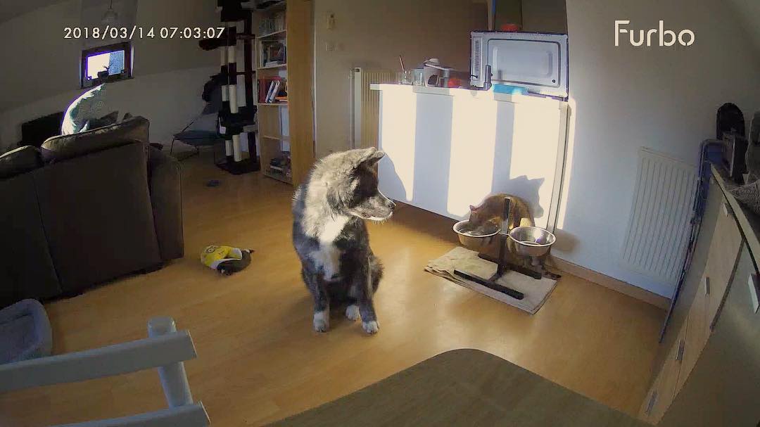 watching dog from work with a dog monitor