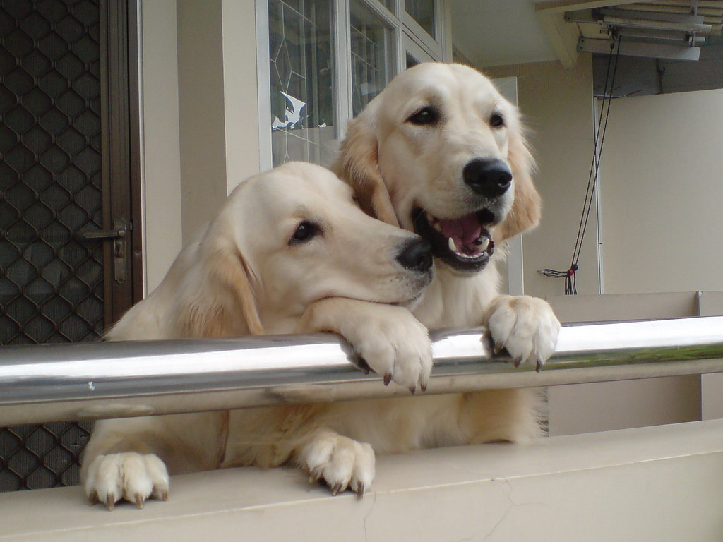 two dogs playing on balcony