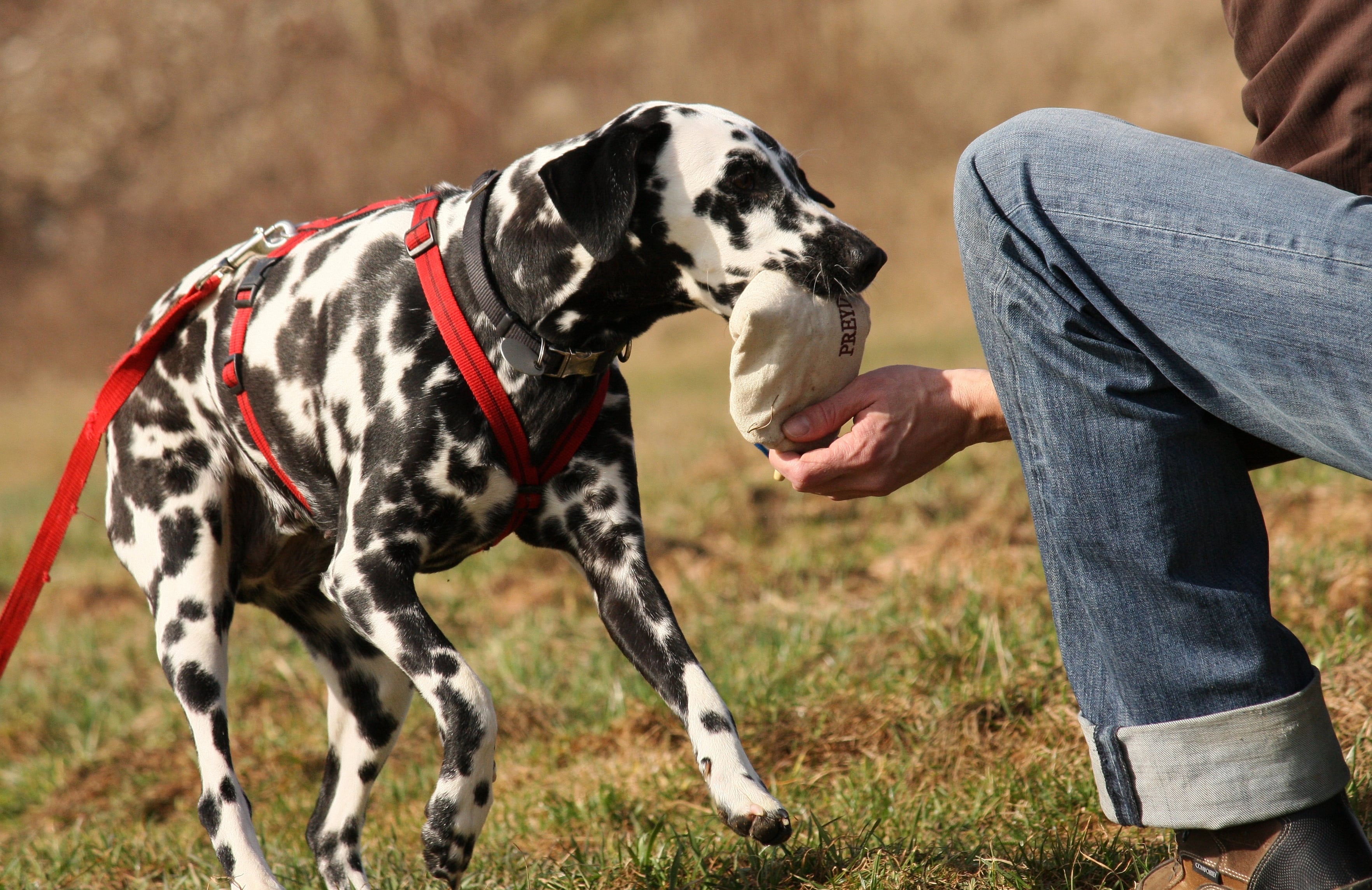 The Best Dog Training Treats