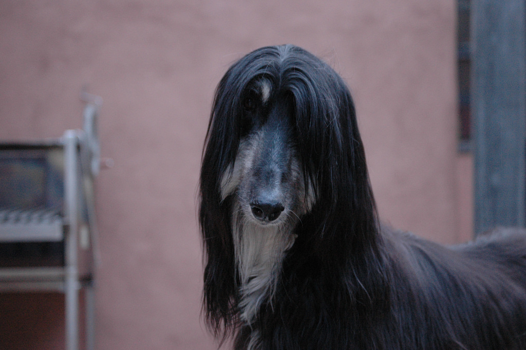 afghan hound