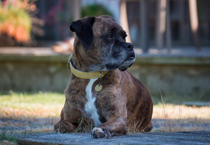 old dog lying outside