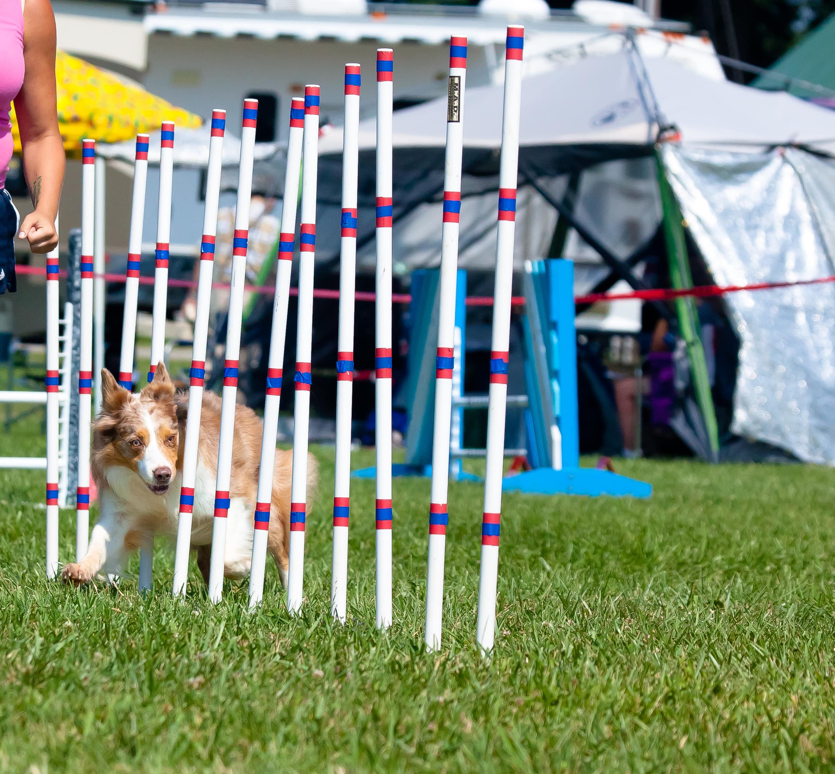 How to make a dog agility course at home