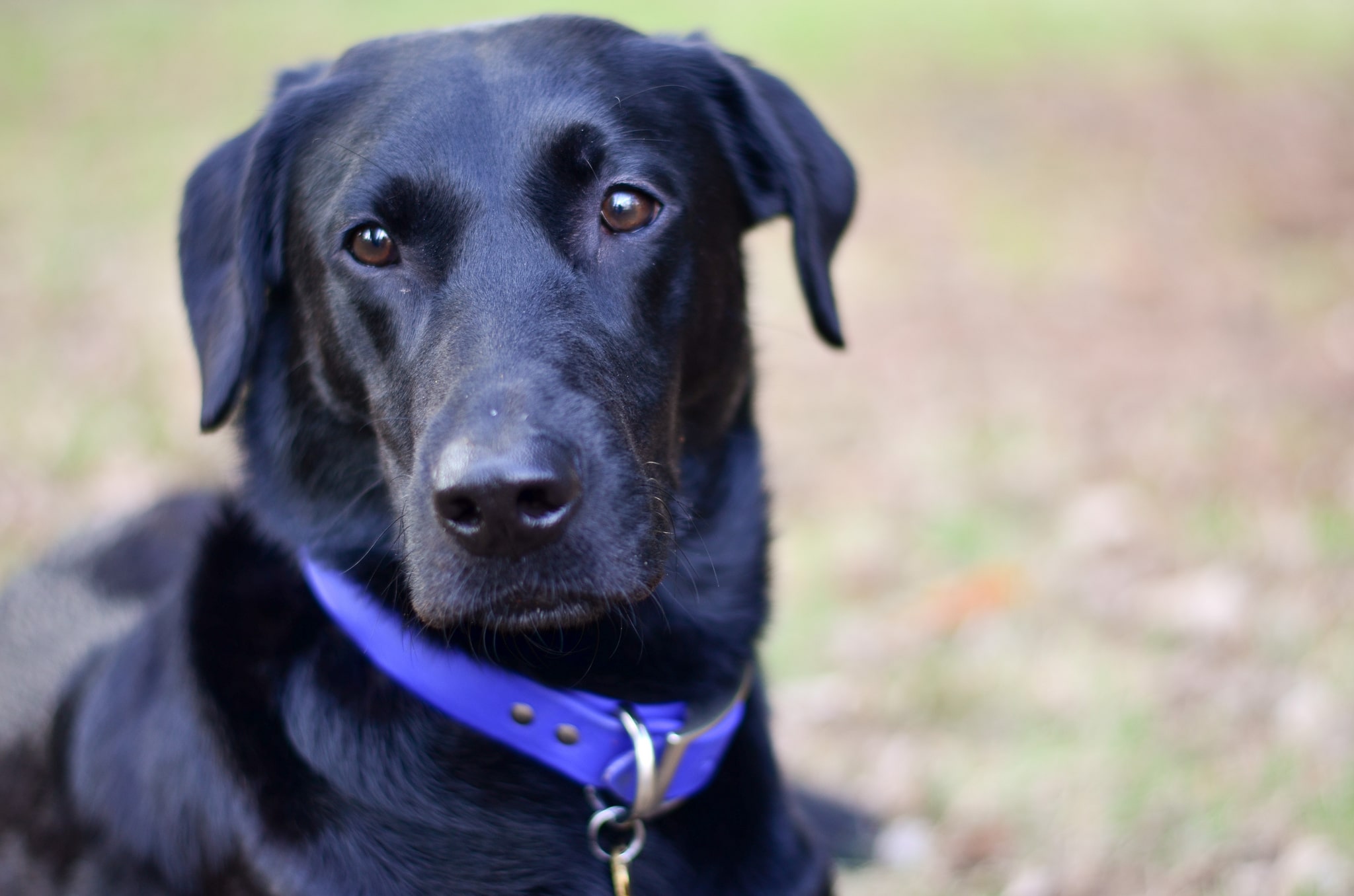 beautiful labrador canine