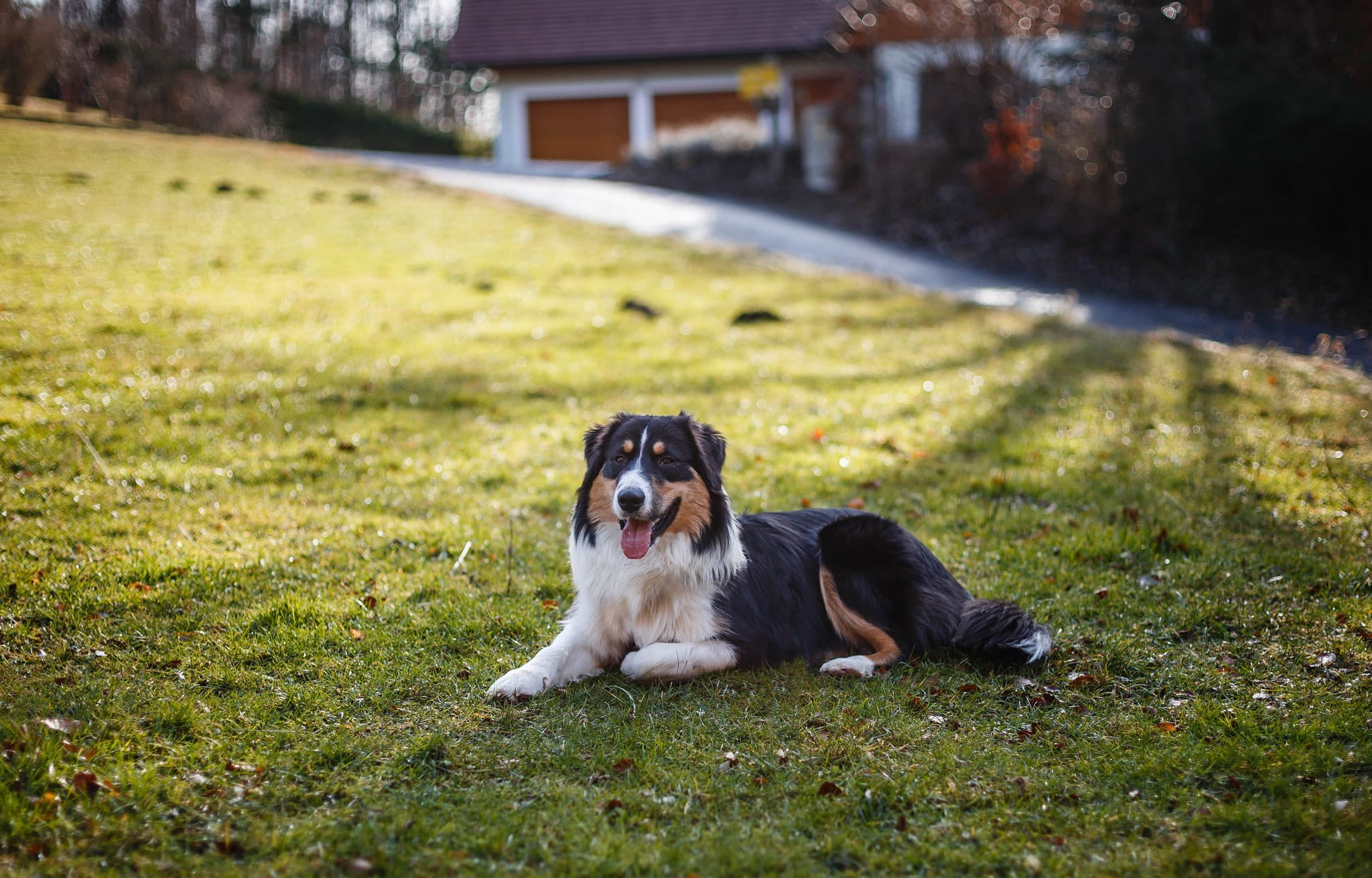 Dog with tongue out relaxing in the grass