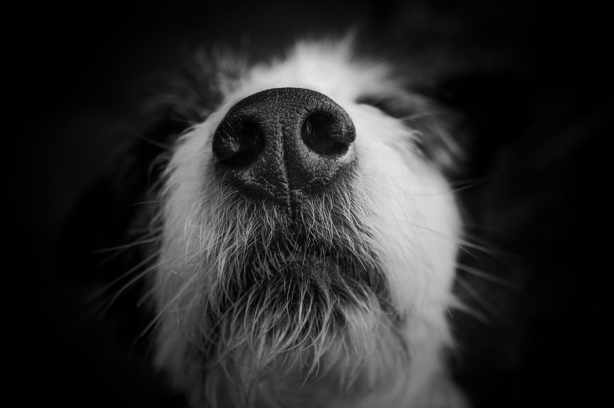 black and white dog's nose close up