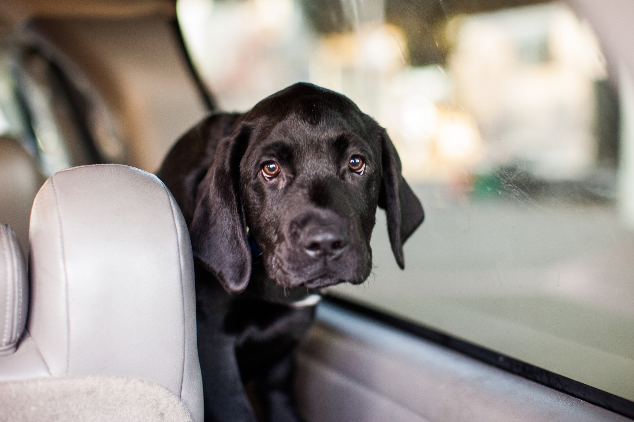 All ready for a car ride! black dog in car