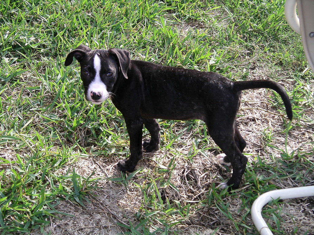 dog with ringworm on grass