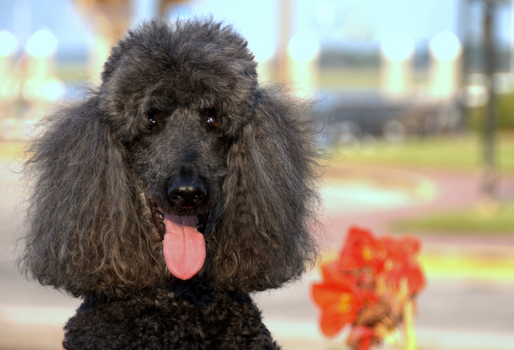 black poodle