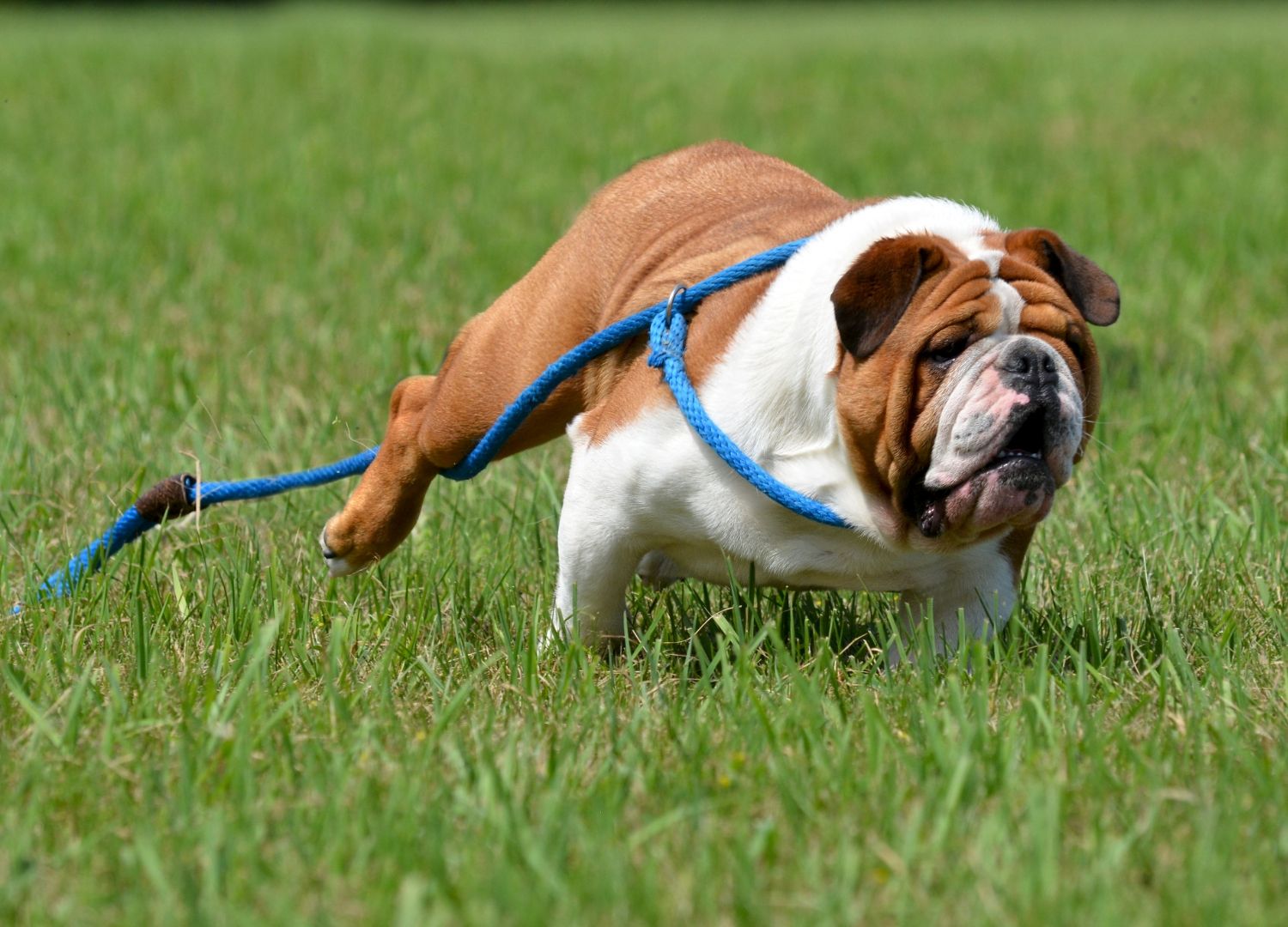 The 4 Best dog rope leashes for extra security