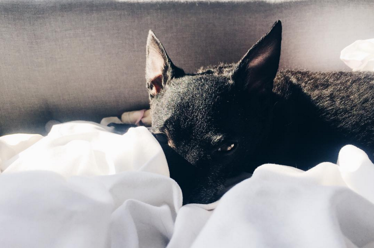 black dog in white sheet