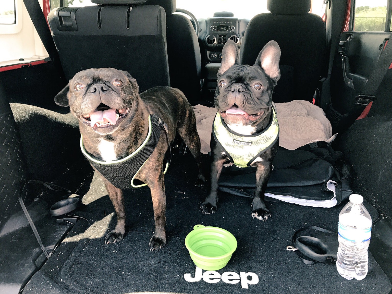 two pugs of candice cruchfield in back seat of car