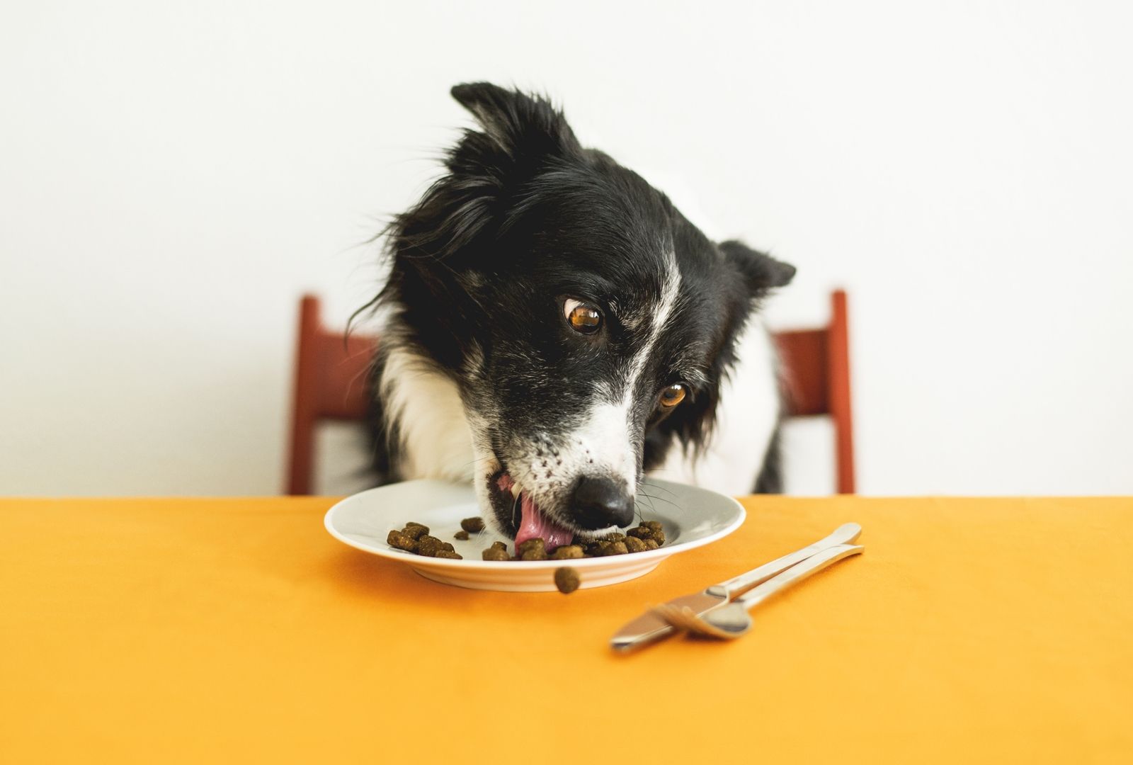 Dog eating off plate