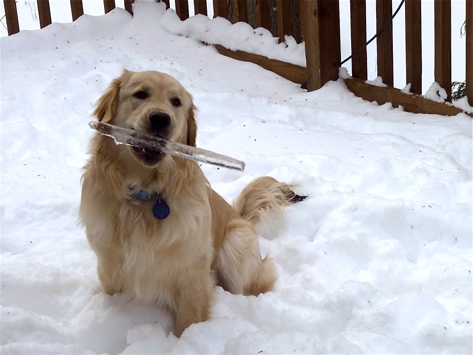 8 Fun and unique things to do with your dog in the winter