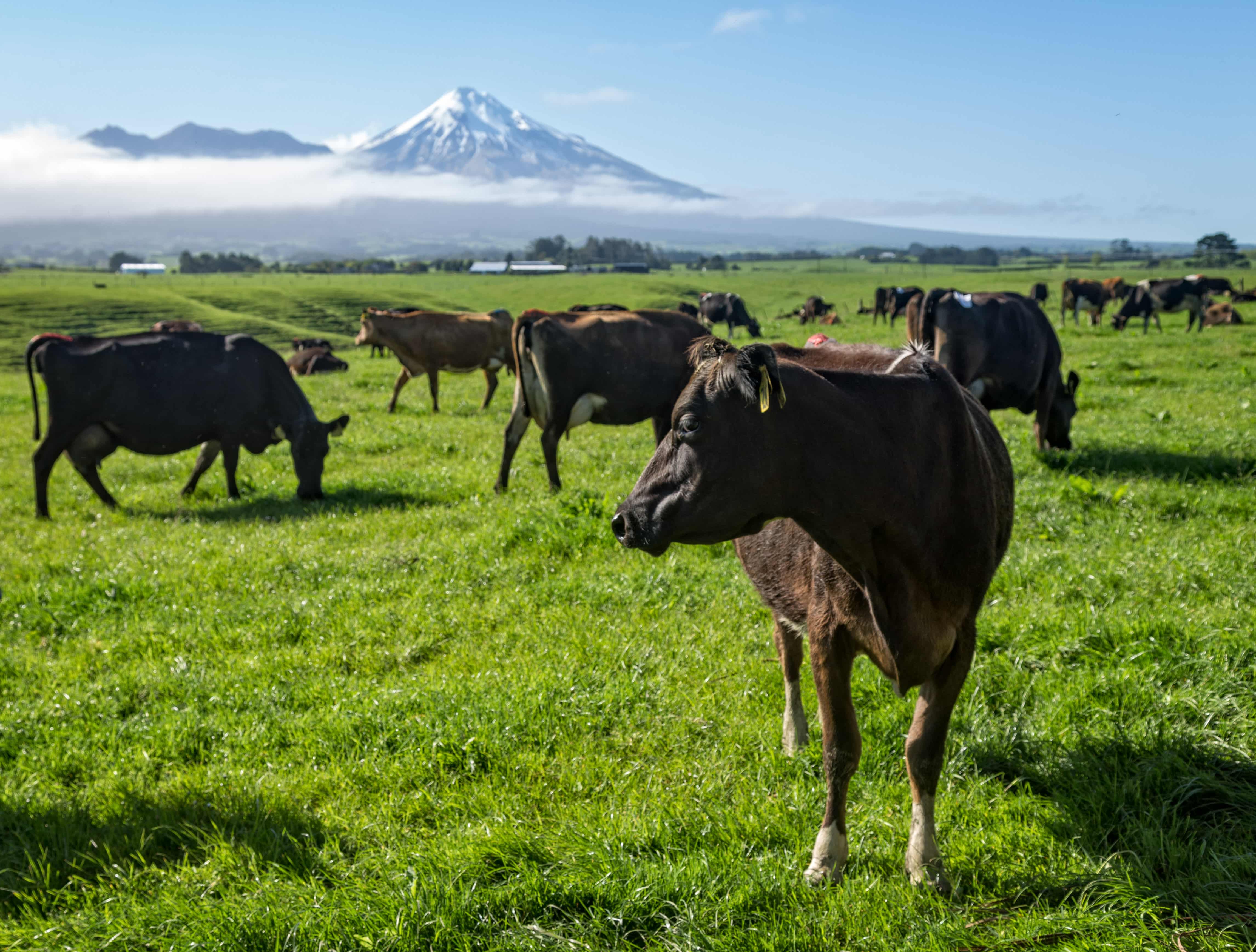 Livestock in new zealand on sustainable farm