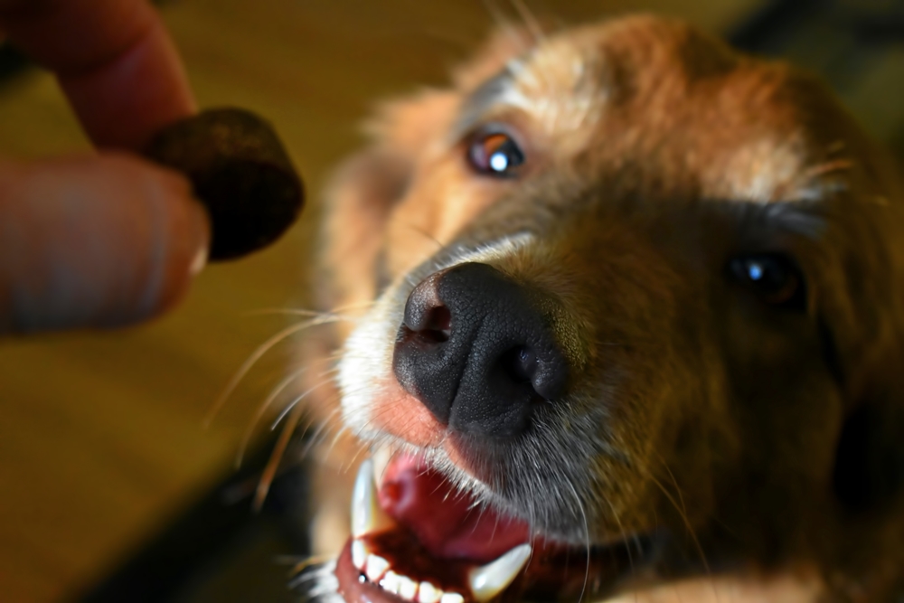 Someone's learning how to be a good dog! person holding treat for dog