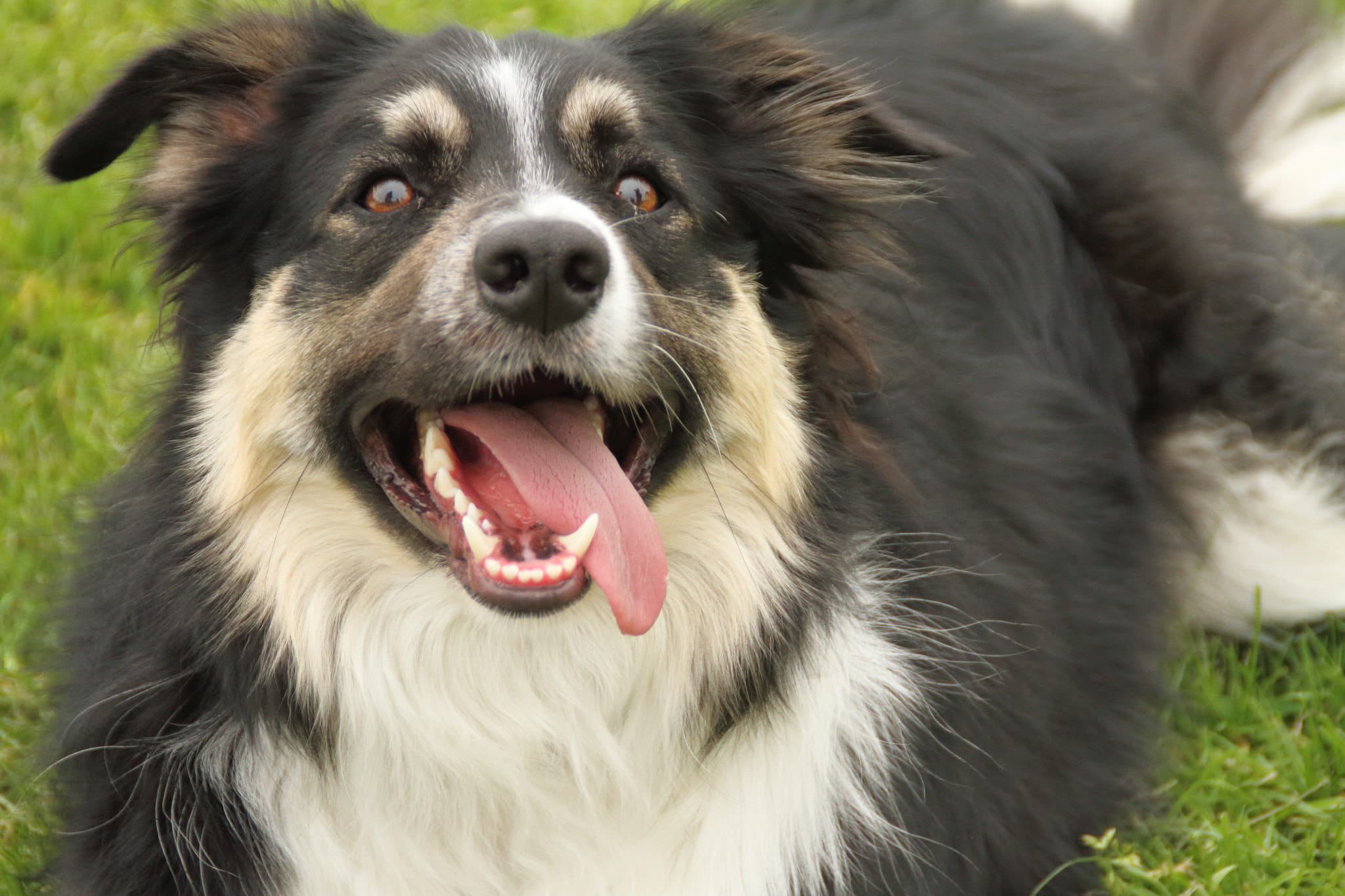 Hey play with me! dog barking for attention