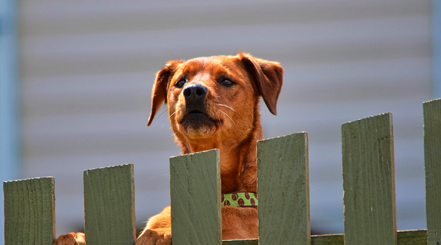 dog behind fence