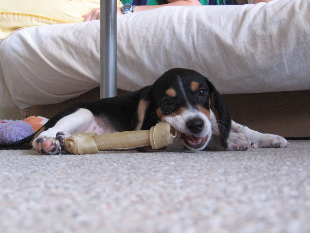 dog chewing on rawhide bone