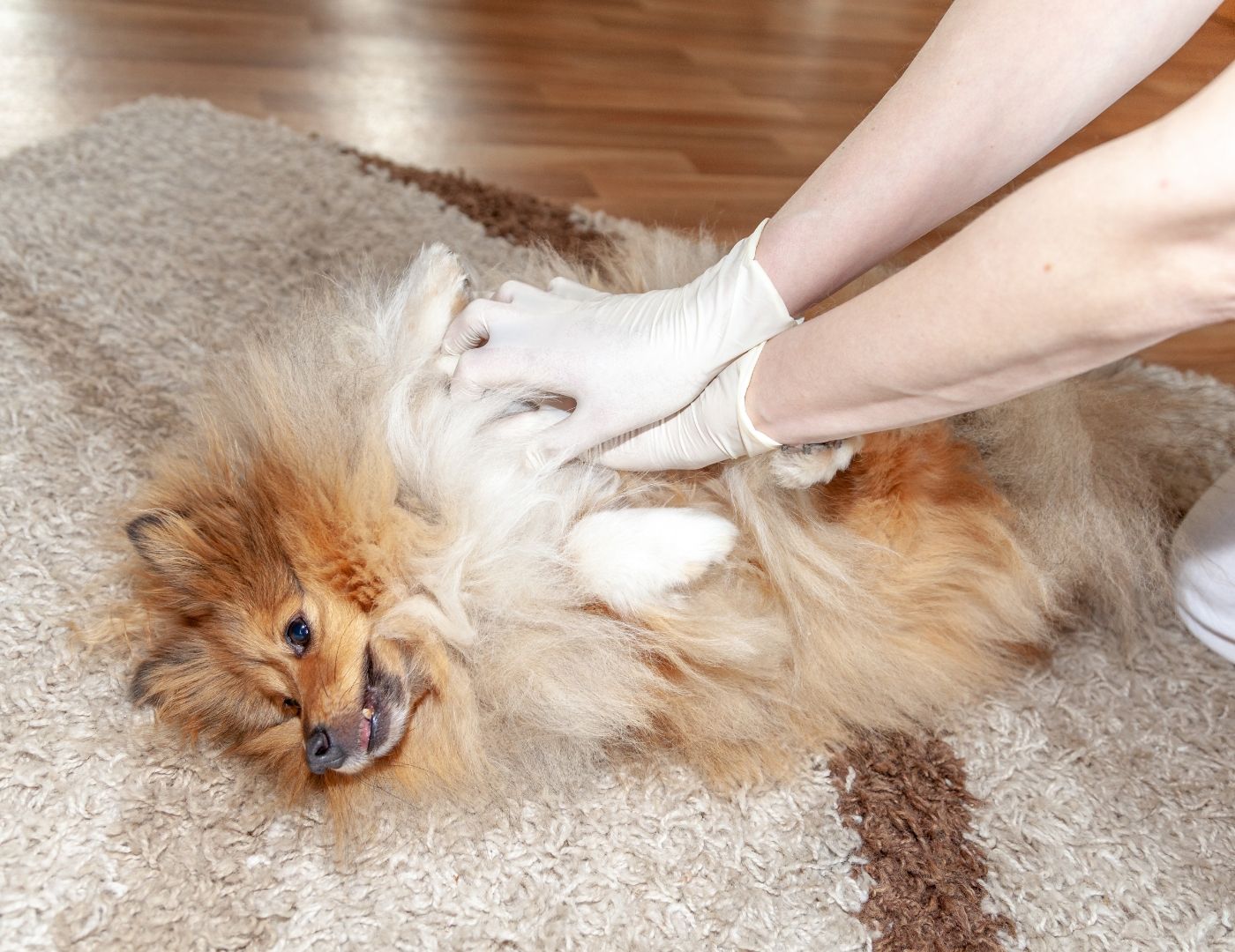 dog receiving cpr