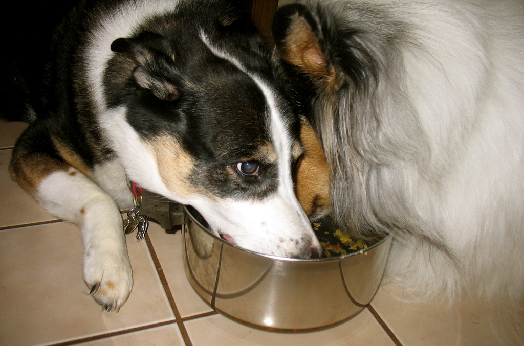 The danger of a dog eating quickly and how to help