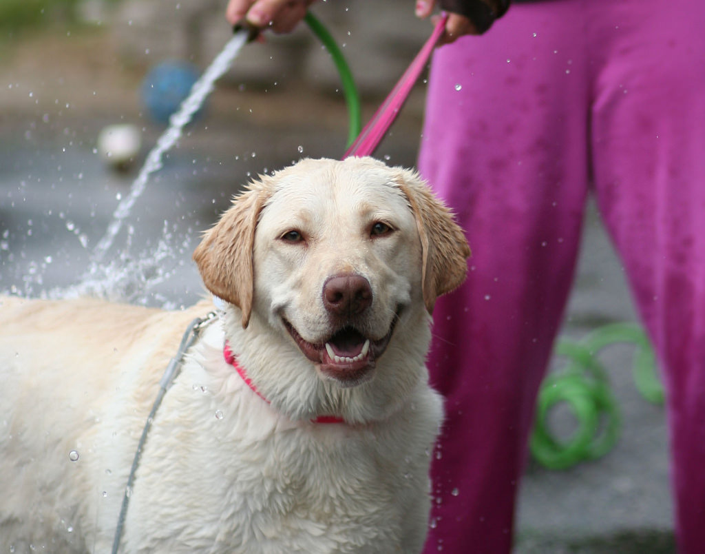 dog getting hosed off outside