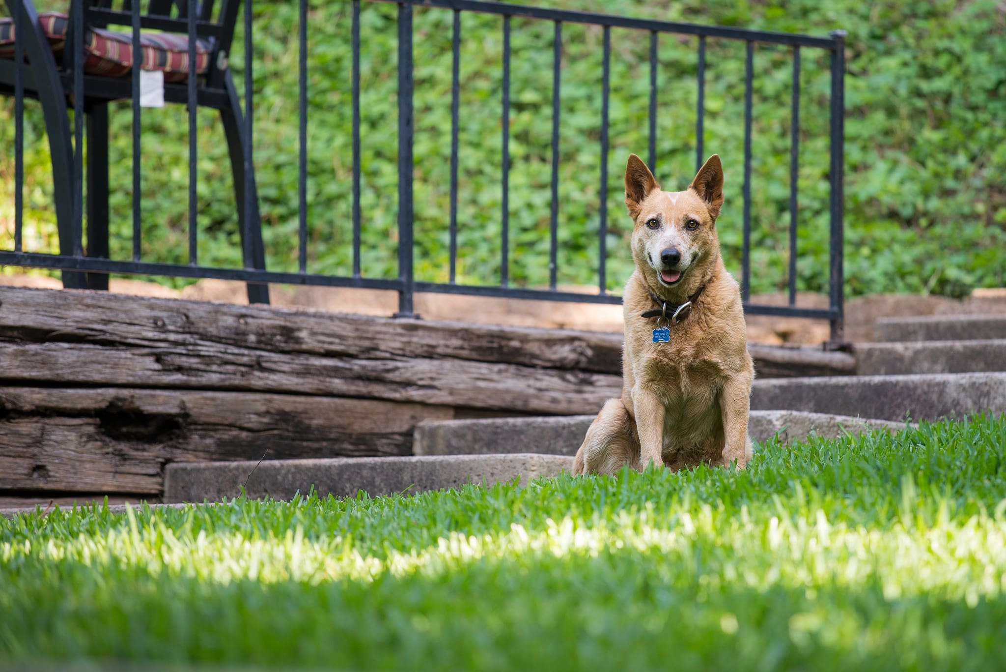 are sound bark stoppers bad for dogs