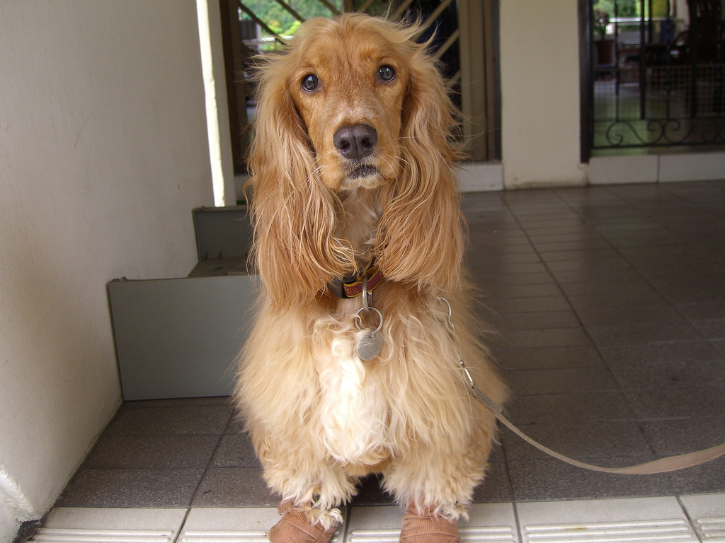 dog in boots on leash