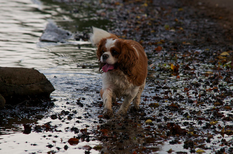 How to clean your dog's paws after a walk