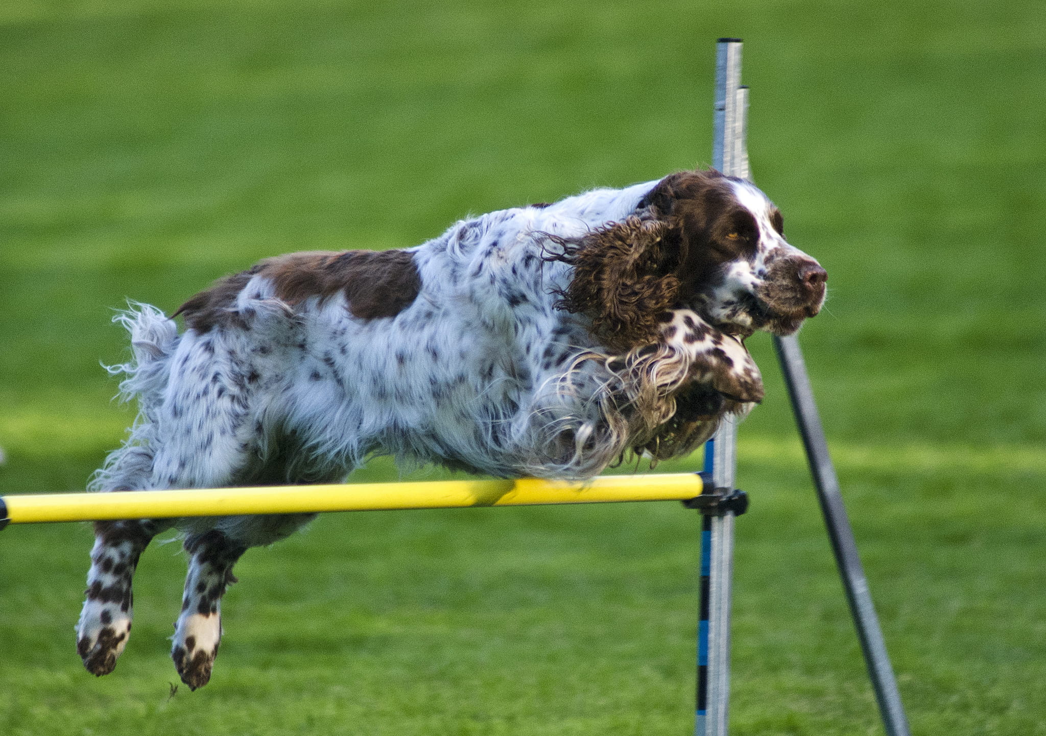 Agility Training for Dogs: Benefits and Starting Tips