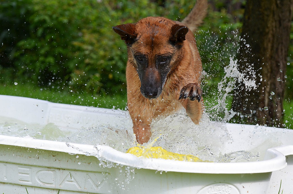 The 3 best portable dog pools to beat the summer heat