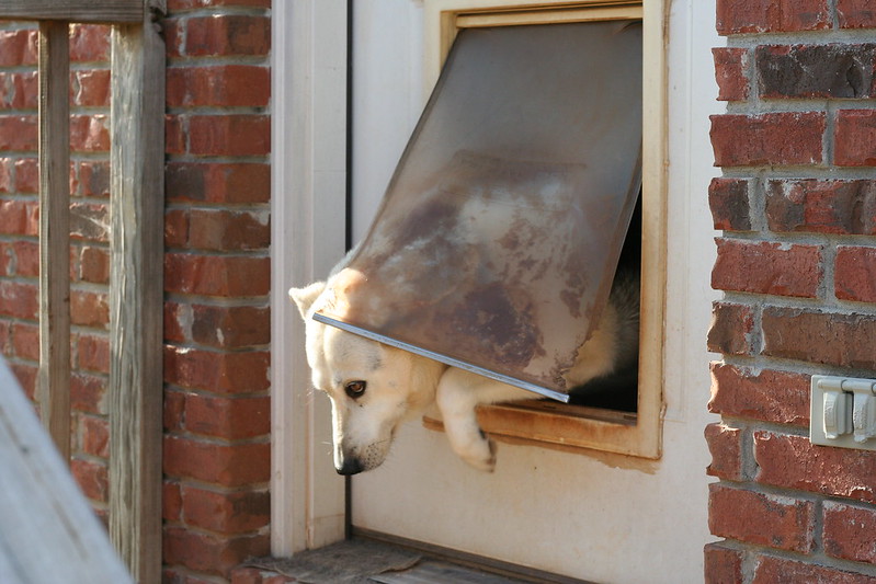 The ultimate guide to the best dog doors