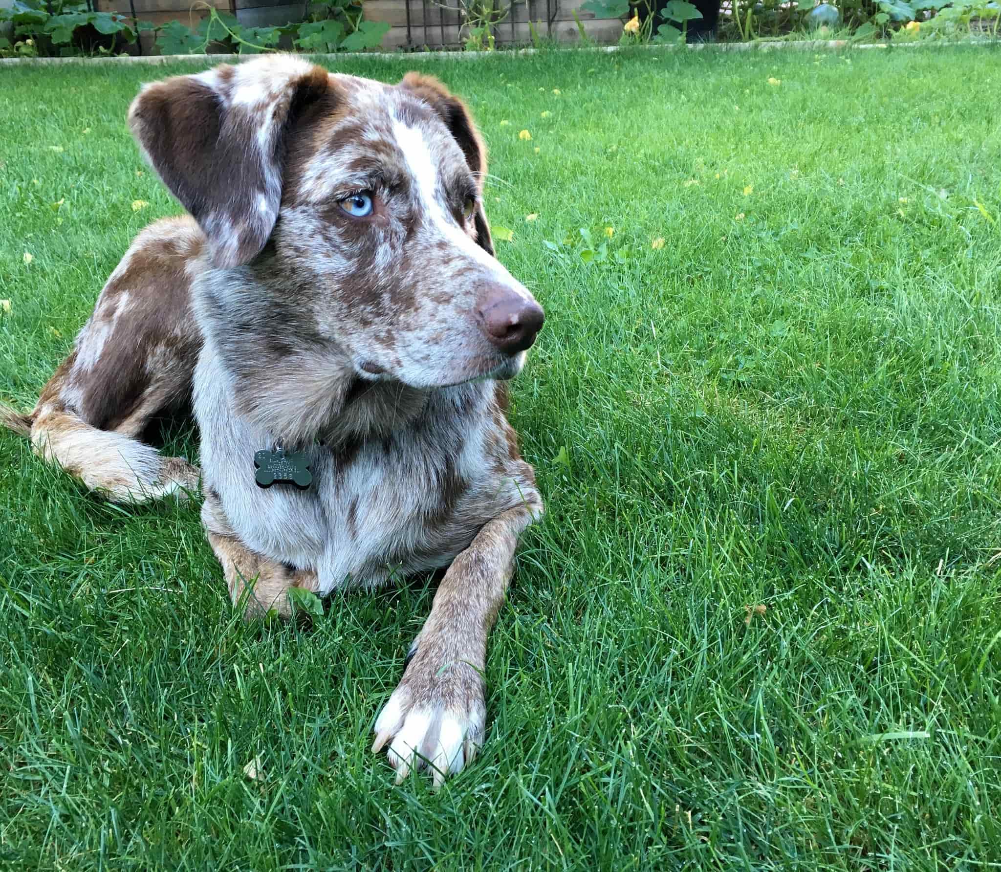 dog laying outside