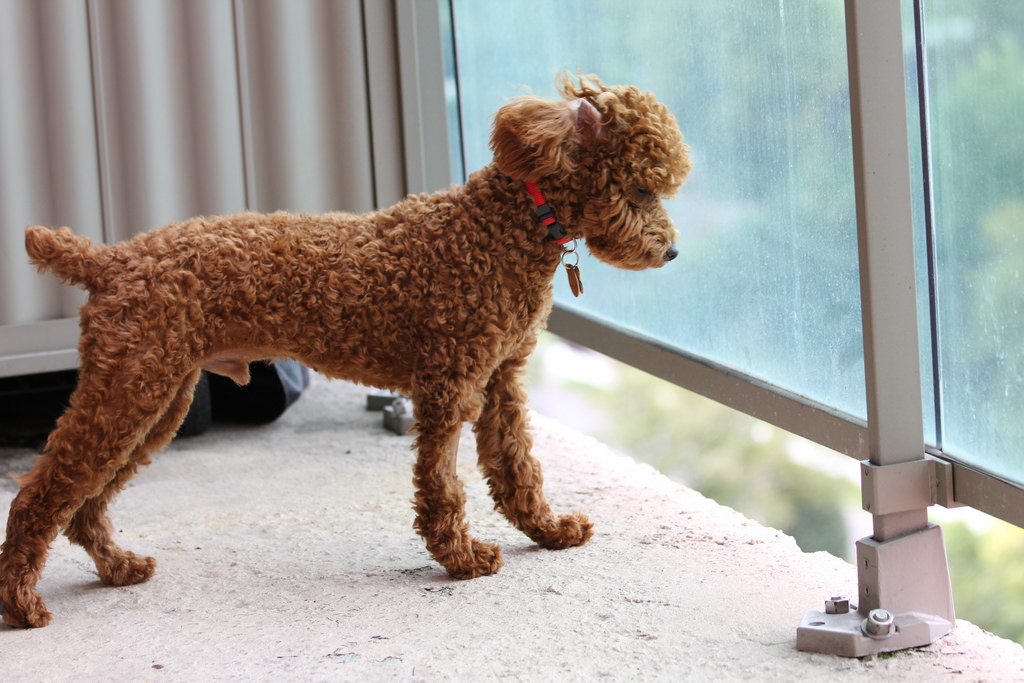 7 things you need to do to dog proof your balcony