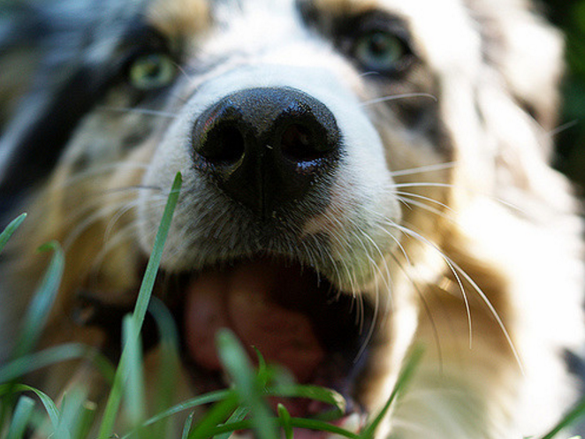 Everything you need to know to treat a dog's dry nose