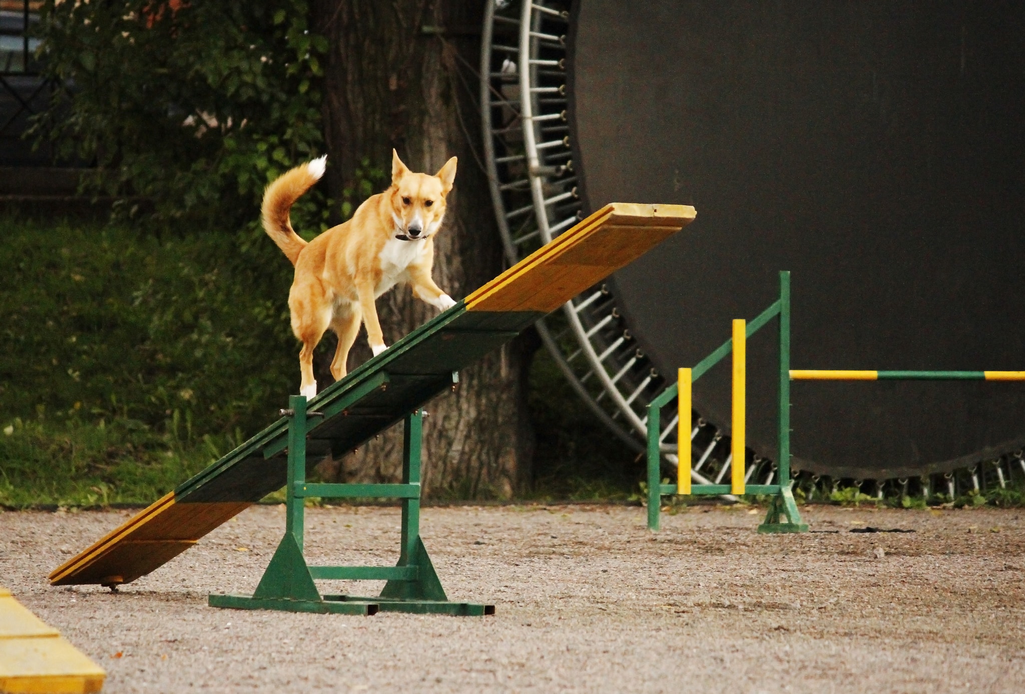 10 Questions to Ask Before Taking a Dog Agility Training Class