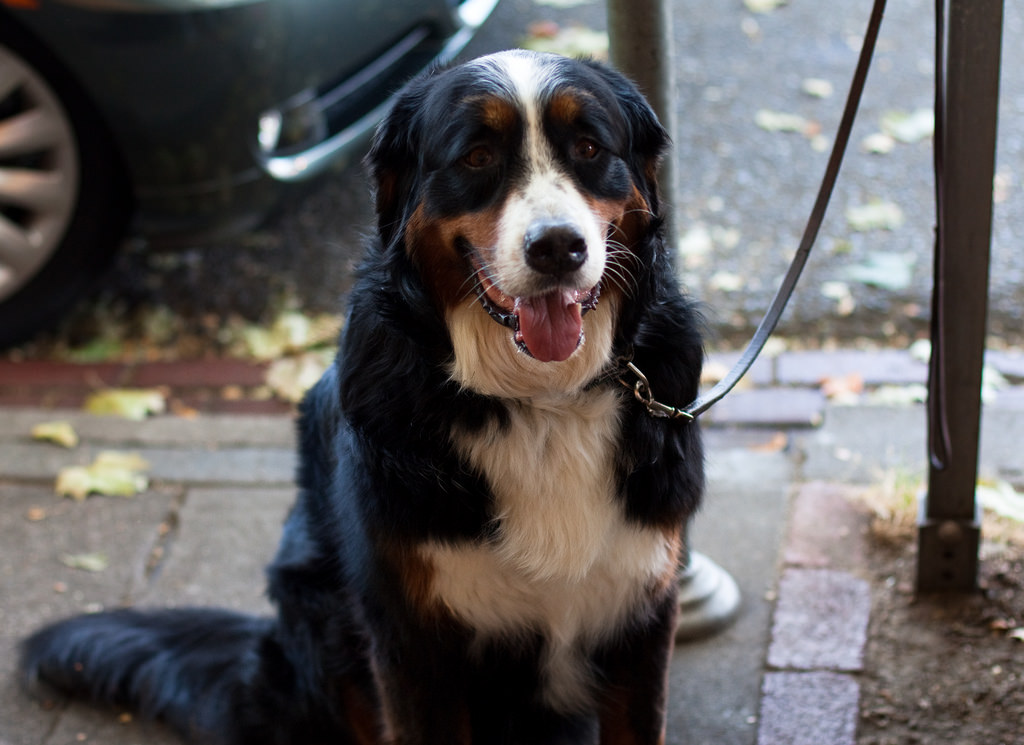 dog sitting with black leash