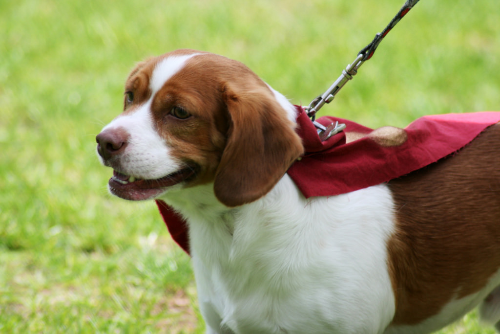 These are the 3 best chew-proof dog leashes